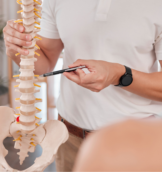 A chiropractor points to the thoracic vertebrae part of the spine.